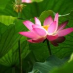 lv国际官网的购物体验分享,真实用户的反馈 n1f33